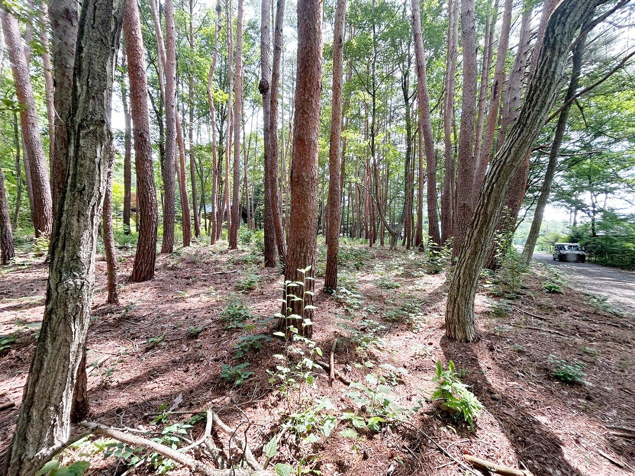 軽井沢町大字追分字上の原 2区画分譲 1号地
