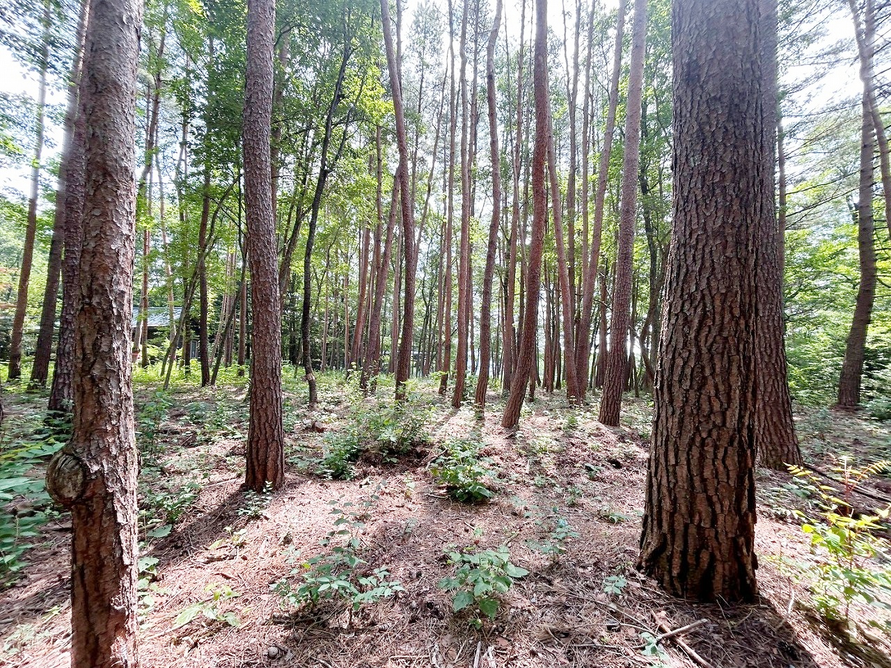 軽井沢町大字追分字上の原 2区画分譲 1号地