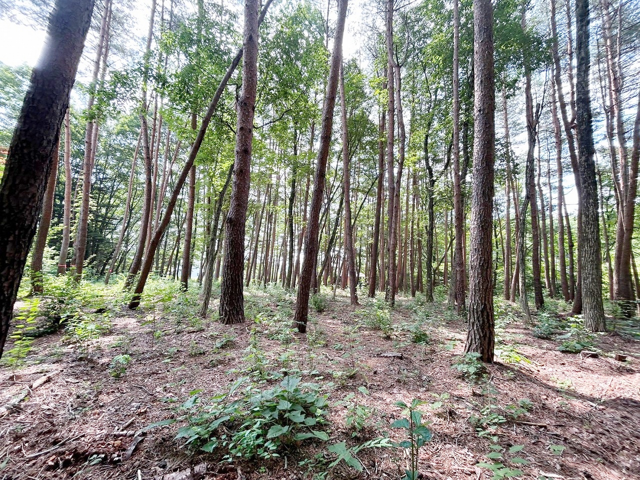 軽井沢町大字追分字上の原 2区画分譲 1号地