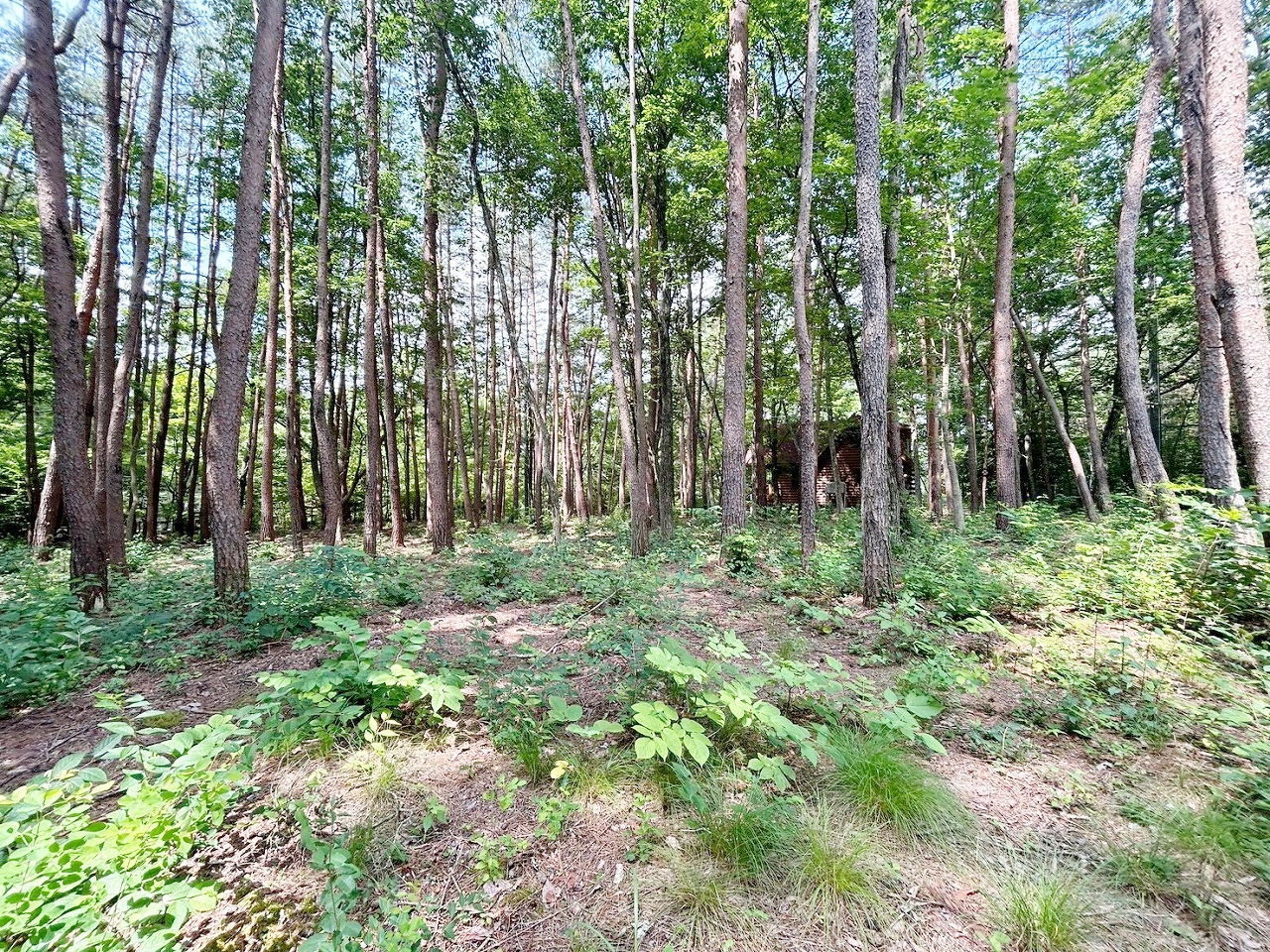 軽井沢町大字追分字上の原 2区画分譲 1号地