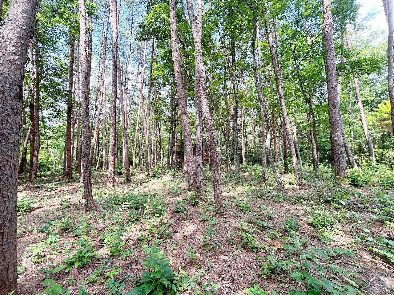 軽井沢町大字追分字上の原 2区画分譲 1号地