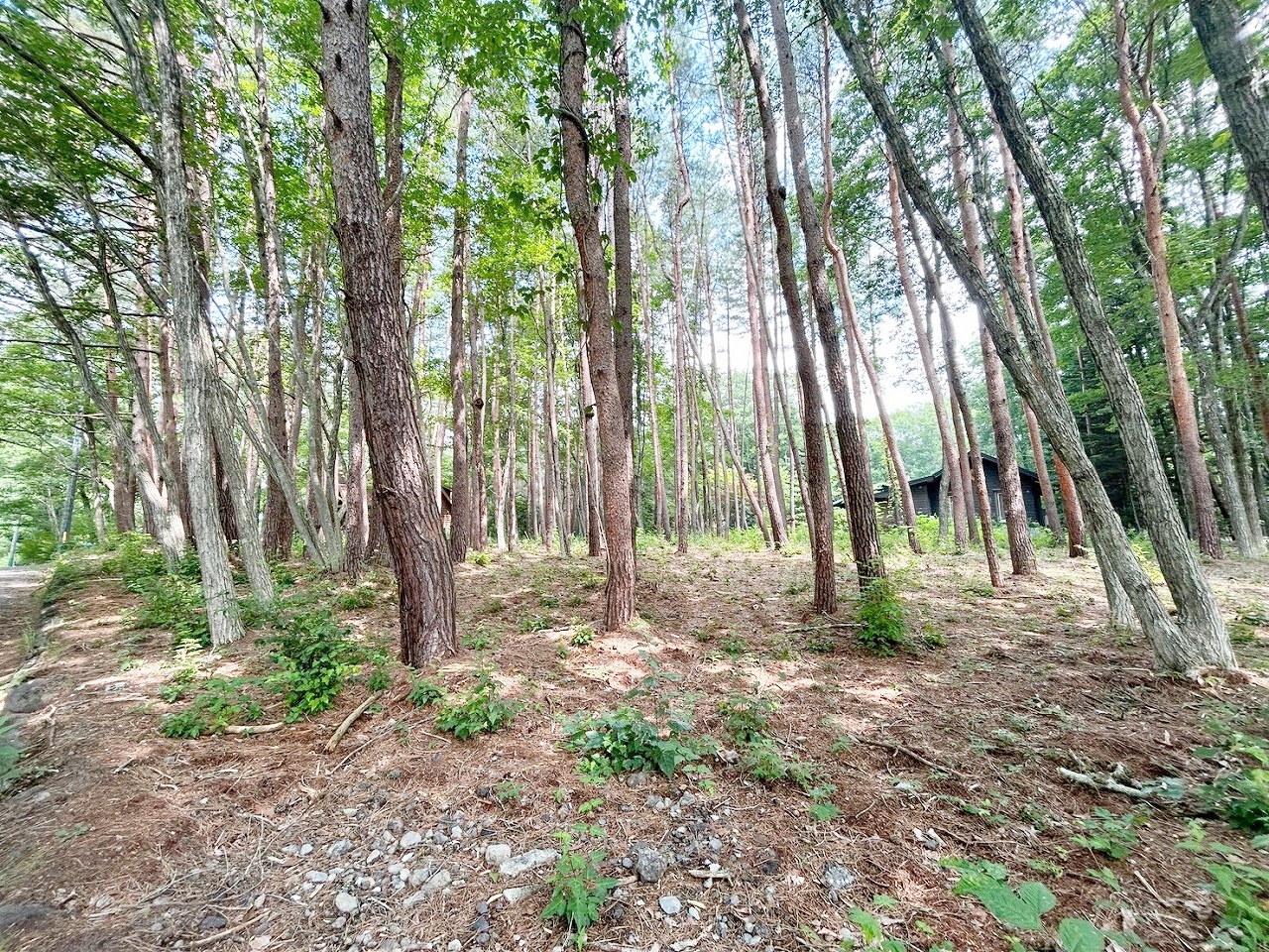 軽井沢町大字追分字上の原 2区画分譲 1号地